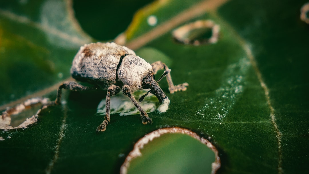 découvrez le monde fascinant des weevils, ces insectes aux caractéristiques uniques ! apprenez tout sur leur habitat, leur alimentation et leur impact sur l'environnement. plongez dans l'univers de ces petites créatures et leur rôle dans l'écosystème.