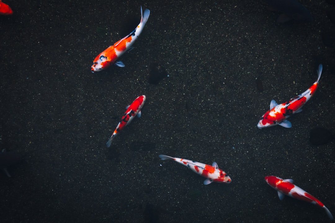 découvrez les différentes espèces de poissons, leurs habitats, caractéristiques et comportements. plongez dans l'univers fascinant de la biodiversité aquatique et apprenez à reconnaître les variétés les plus courantes ainsi que les plus rares.