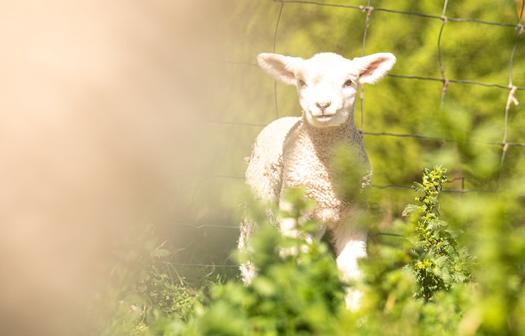 découvrez tout sur l'agneau : ses recettes savoureuses, ses bienfaits nutritionnels et des conseils pour le préparer. idéal pour vos repas en famille ou entre amis, apprenez à sublimer ce met délicat.