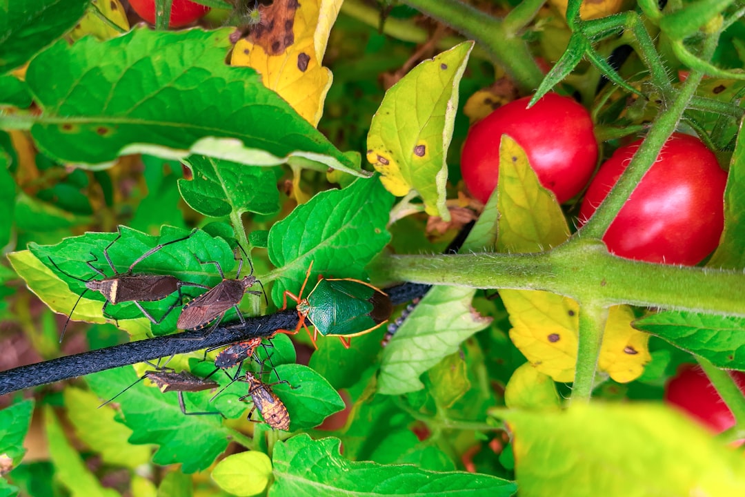 découvrez comment identifier et gérer efficacement les nuisibles du jardin pour protéger vos plantes et garantir une croissance saine. nos conseils et astuces vous aideront à créer un espace vert harmonieux et florissant.