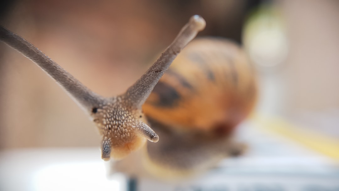 découvrez comment identifier et gérer efficacement les nuisibles de votre jardin. nos conseils vous aideront à protéger vos plantes tout en préservant l'écosystème de votre espace vert.