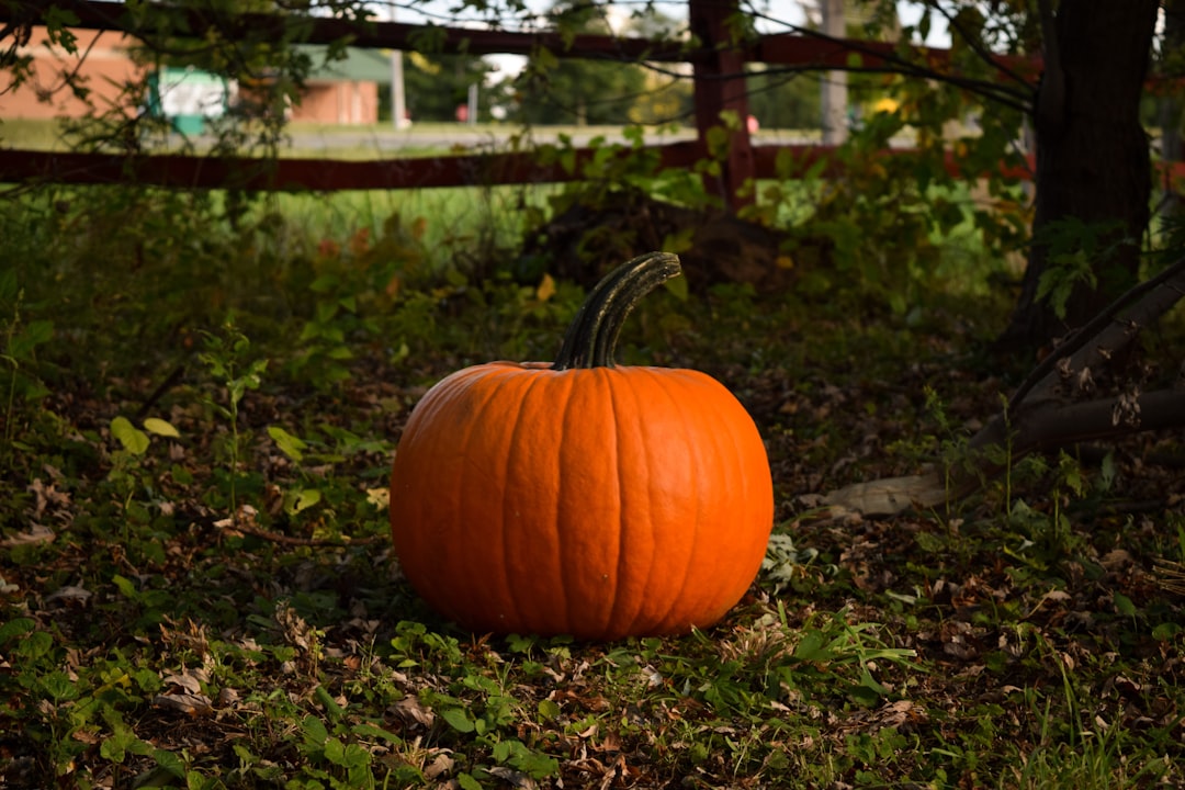 découvrez tout sur la citrouille : ses variétés, ses bienfaits nutritionnels et des idées de recettes savoureuses pour sublimer ce légume emblématique de l'automne.