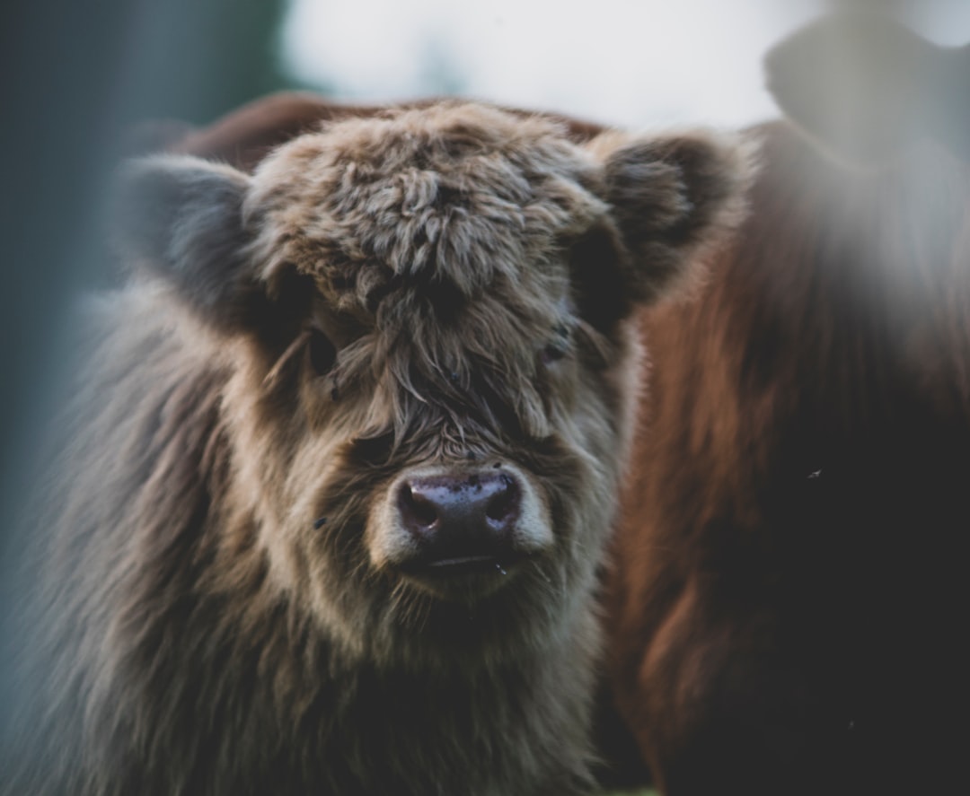 découvrez l'univers savoureux du veau, une viande tendre et délicate, idéale pour vos recettes les plus raffinées. explorez des conseils de préparation, des idées de plats ainsi que des astuces culinaires pour sublimer ce met d'exception.