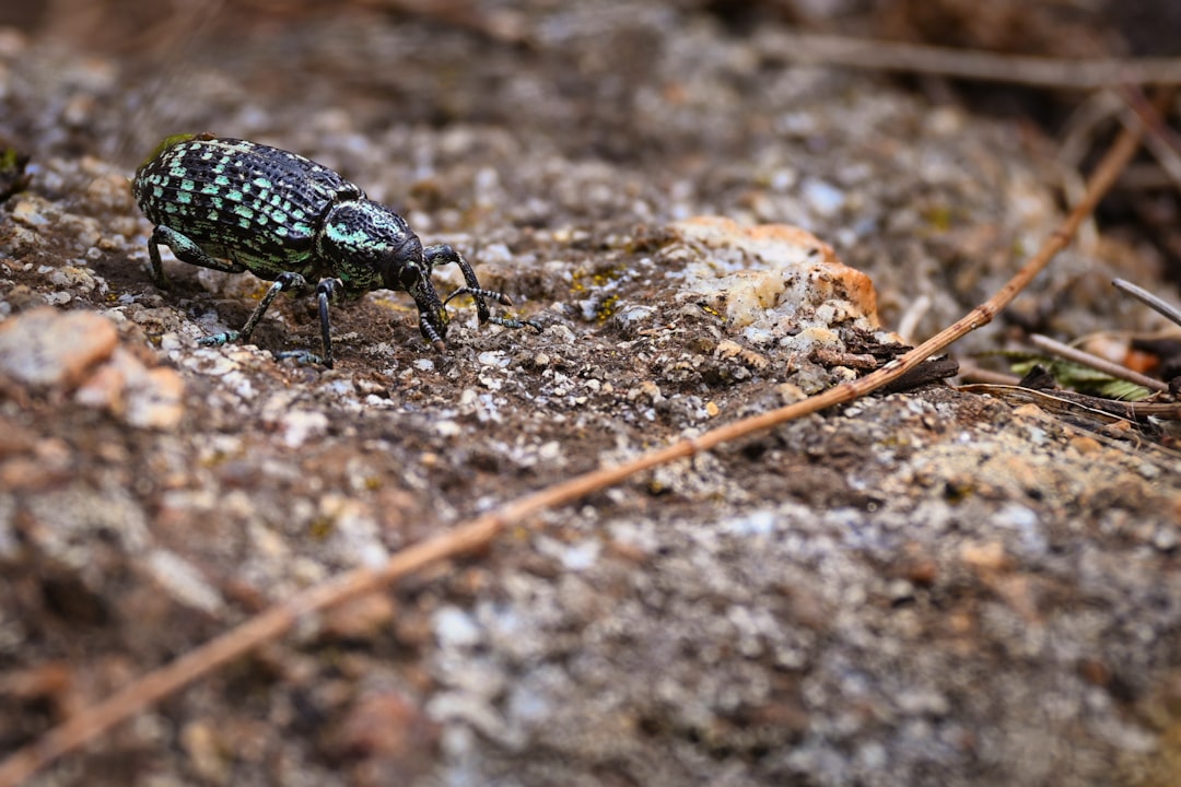 découvrez l'univers fascinant des charançons, ces petits insectes aux formes variées et aux rôles écologiques essentiels. apprenez tout sur leur habitat, leur comportement et l'impact de certaines espèces sur l'agriculture.