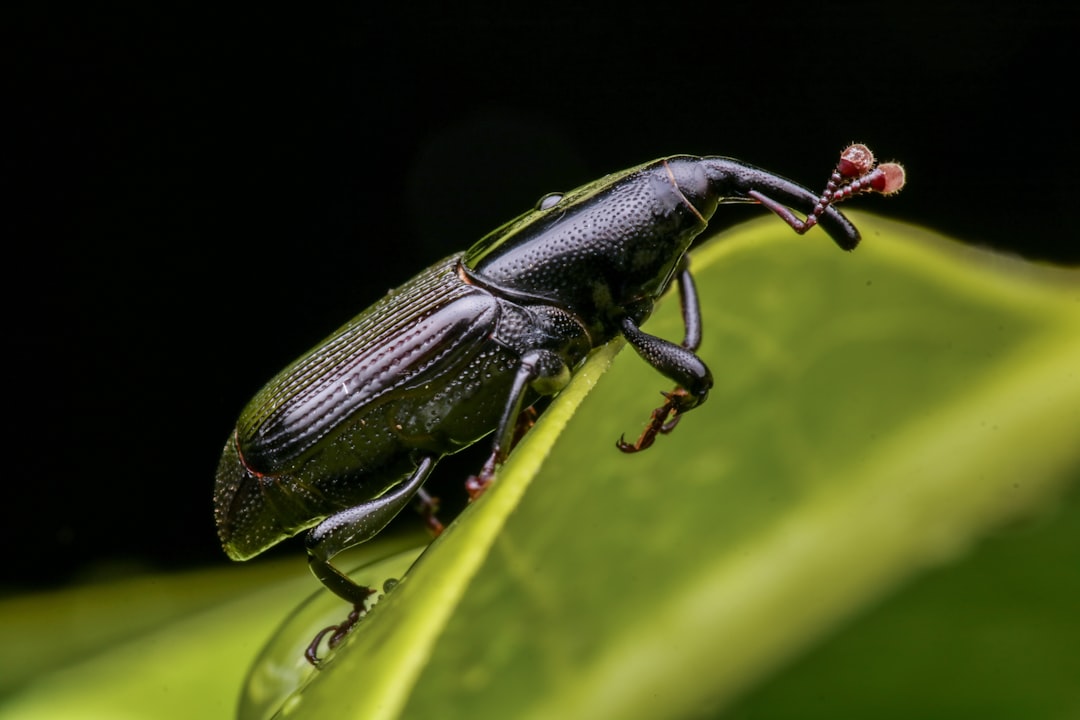 découvrez le monde fascinant des charançons, appelés communément 'weevils'. explorez leurs caractéristiques, leur habitat, et leur rôle dans les écosystèmes. apprenez comment les prévenir et les contrôler dans vos cultures.