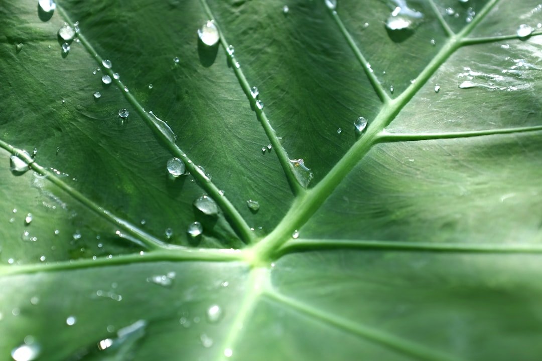 découvrez le taro, une plante racine nutritive aux multiples bienfaits, riche en vitamines et minéraux. apprenez comment l'intégrer dans vos recettes et ses propriétés pour la santé. explorez les méthodes de cuisson et savourez cette délicieuse alternative aux féculents traditionnels.