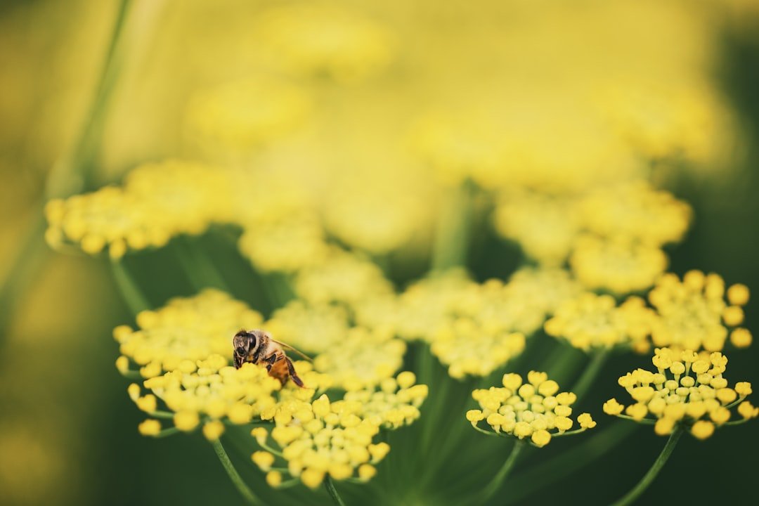 découvrez les bienfaits du fenouil, une plante aromatique aux multiples vertus. apprenez à l'utiliser en cuisine et à profiter de ses propriétés digestives et antioxydantes pour une alimentation saine et équilibrée.