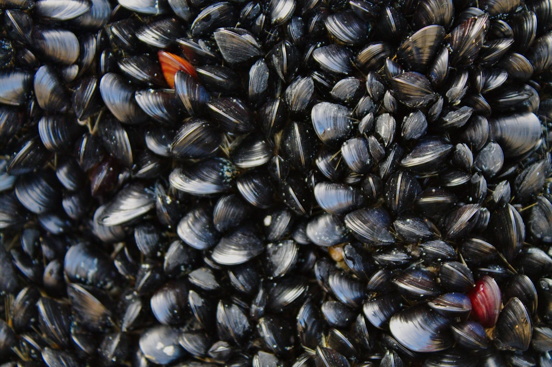 découvrez tout sur les coques, leurs variétés, leurs caractéristiques et leurs bienfaits. plongez dans l'univers des mollusques et apprenez à les cuisiner pour sublimer vos plats.