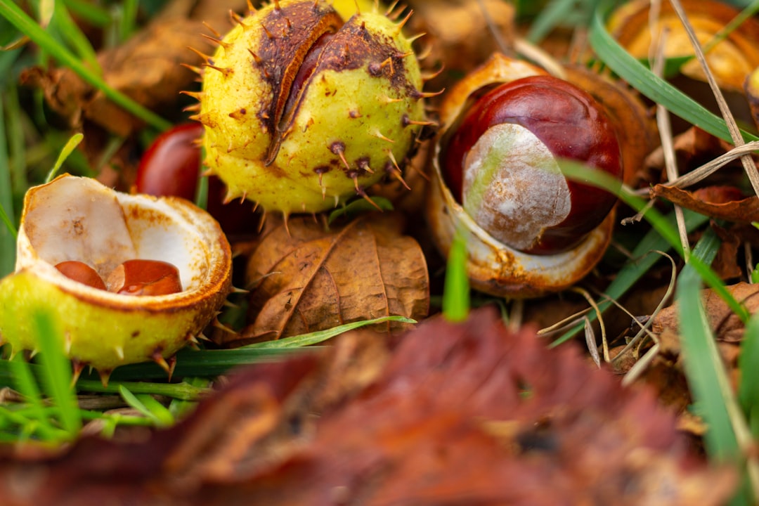découvrez les châtaignes : un fruit savoureux aux multiples bienfaits, idéales pour vos recettes d'automne. apprenez tout sur leur préparation, leurs valeurs nutritionnelles et leurs applications en cuisine.