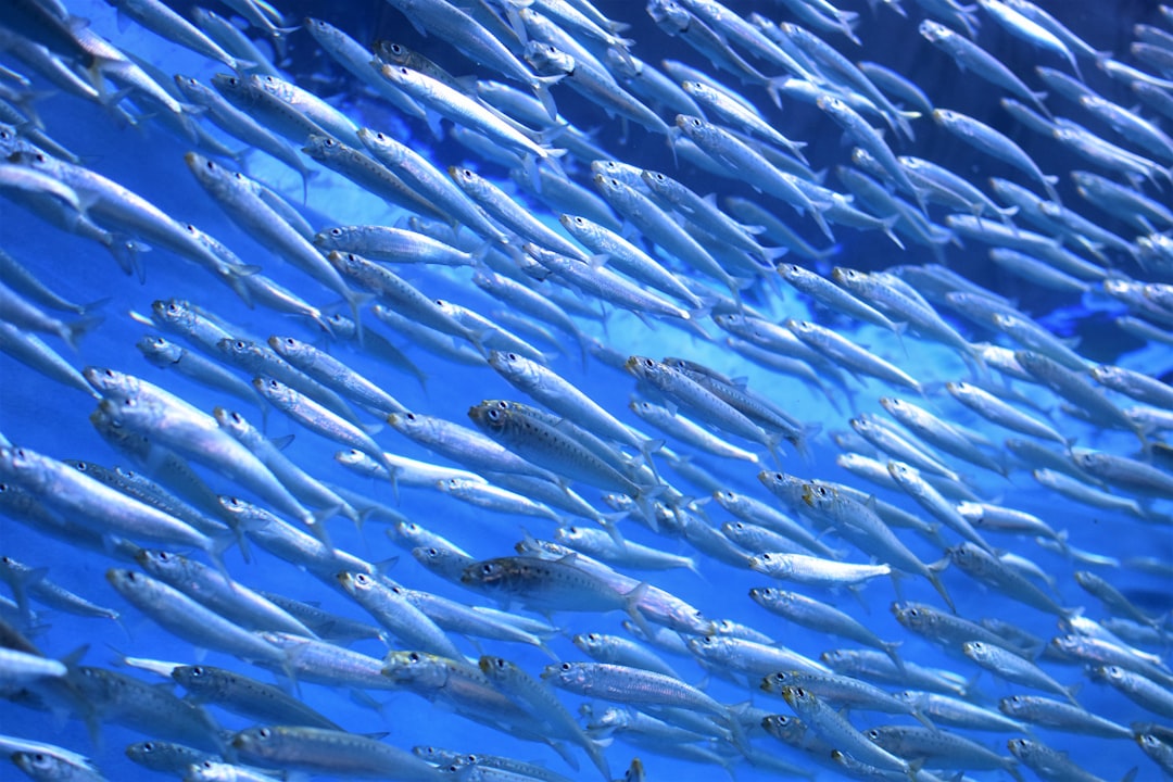 découvrez le hareng, un poisson nutritif et savoureux, apprécié dans de nombreuses cuisines. apprenez ses bienfaits pour la santé, des recettes délicieuses et des astuces de préparation pour profiter pleinement de ce délice marin.