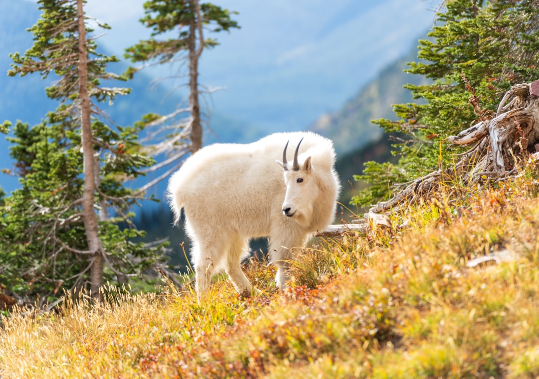 découvrez l'univers de browning, une marque emblématique spécialisée dans les équipements et accessoires de chasse, tir sportif et outdoor. explorez nos produits de haute qualité conçus pour les passionnés de nature et d'aventure.
