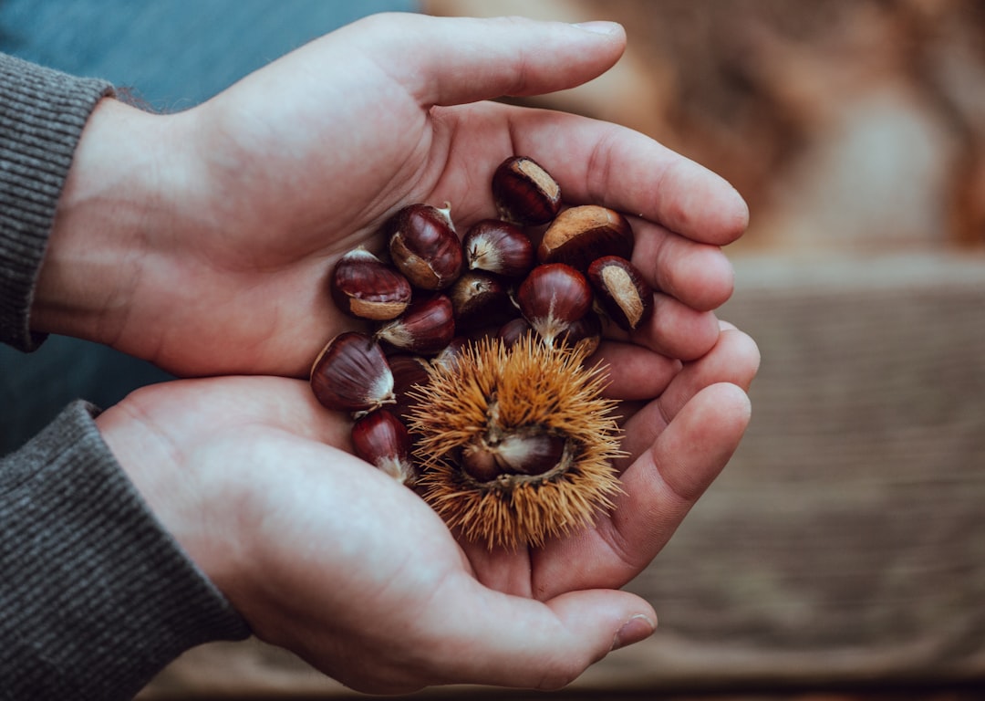 découvrez tout sur les châtaignes : leurs bienfaits nutritionnels, des recettes délicieuses et des astuces pour les cuisiner. apprenez à apprécier ce fruit savoureux et ses multiples usages en cuisine.