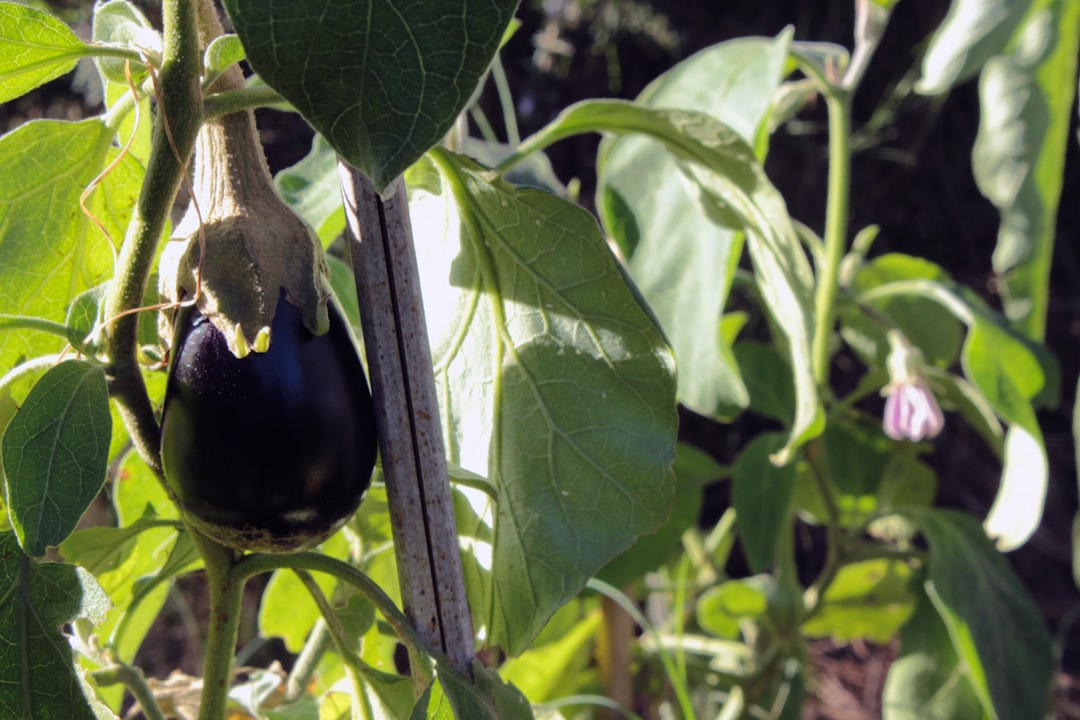 découvrez des méthodes efficaces pour la conservation des aubergines, incluant le séchage, la congélation et la mise en bocaux, afin de savourer ce légume délicat tout au long de l'année.