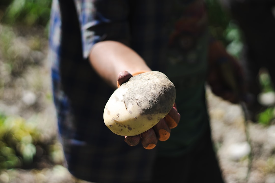 découvrez l'amidon de pomme de terre, un ingrédient polyvalent et naturel idéal pour épaissir vos sauces et pâtisseries. apprenez ses bienfaits nutritionnels et des astuces de cuisine pour l'intégrer facilement dans vos recettes.