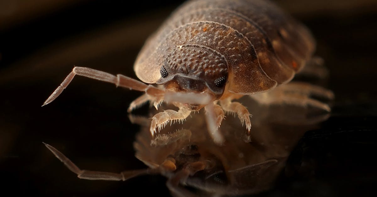 découvrez tout ce qu'il faut savoir sur les punaises de lit : comment les identifier, prévenir une infestation et les méthodes efficaces pour les éliminer de votre maison.