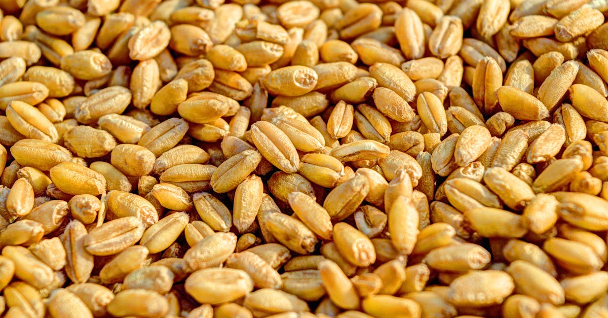 découvrez les essential foods : des aliments indispensables pour une alimentation équilibrée et saine, adaptés à vos besoins quotidiens. conseils, listes et bienfaits pour rester en pleine forme.