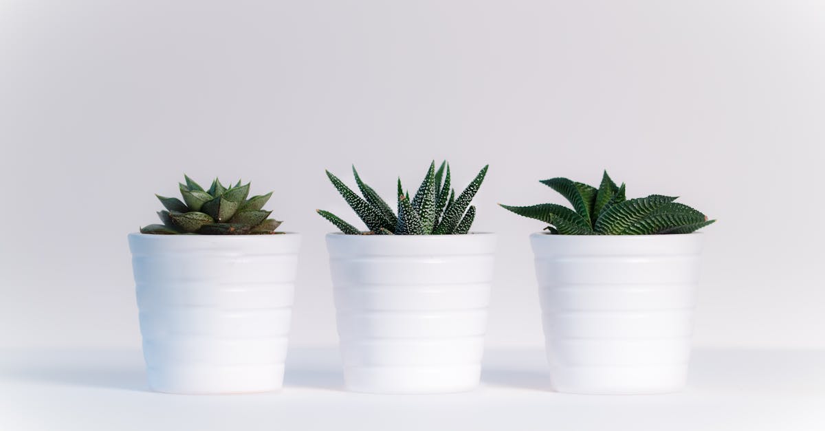 découvrez les meilleures plantes d’intérieur pour embellir votre maison, purifier l’air et créer un espace de vie sain et apaisant. conseils d’entretien et sélection pour tous les niveaux.