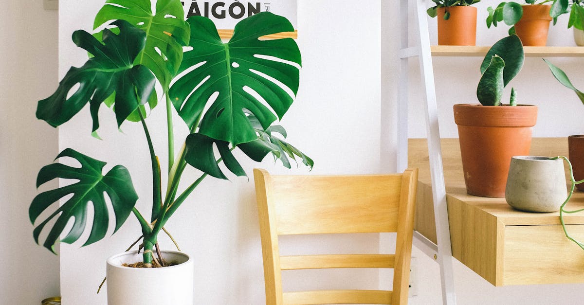 découvrez une sélection de plantes d'intérieur idéales pour décorer votre maison, purifier l'air et apporter une touche de verdure à votre espace de vie. conseils d'entretien et astuces pour choisir les meilleures plantes d'intérieur.