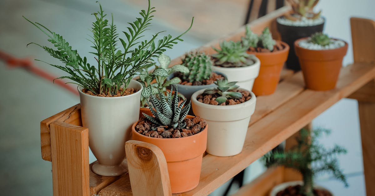 découvrez comment choisir, entretenir et décorer votre intérieur avec des plantes d'intérieur. conseils pratiques, idées déco et sélection des meilleures variétés pour un espace sain et verdoyant.
