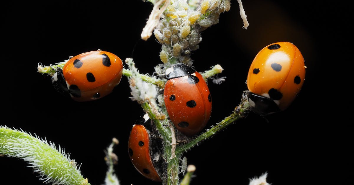 découvrez tout sur les pucerons : identification, cycle de vie, dégâts causés aux plantes et méthodes naturelles pour lutter contre ces insectes nuisibles au jardin et au potager.