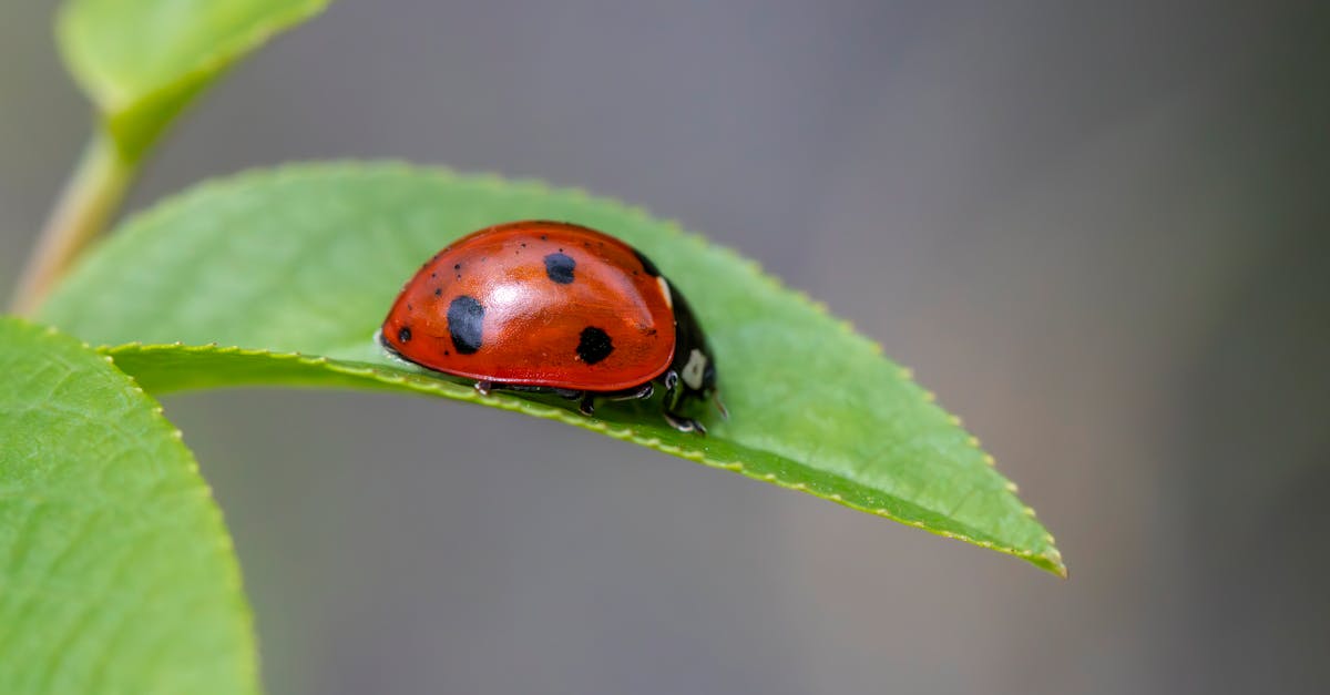 découvrez tout sur les pucerons : identification, méthodes de prévention et solutions naturelles pour protéger vos plantes contre ces insectes nuisibles.