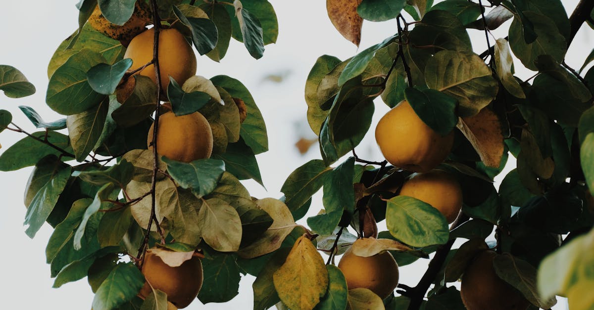 découvrez notre délicieuse confiture de coing : une recette traditionnelle alliant saveur authentique et douceur fruitée, parfaite pour vos tartines et desserts.