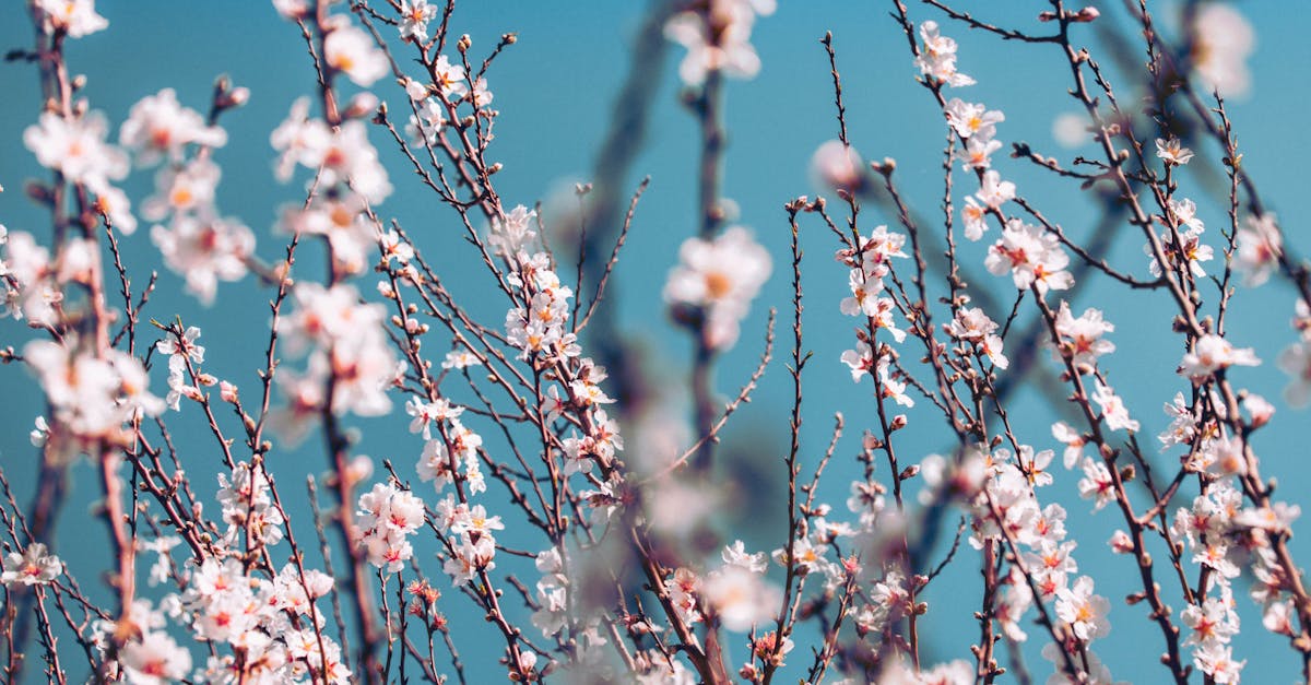 découvrez tout sur les almond nails : la forme d’ongles élégante et tendance qui allonge vos doigts. conseils, inspirations et astuces pour adopter les ongles en amande parfaits !