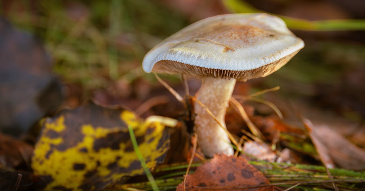 découvrez comment identifier, traiter et prévenir les mycoses des ongles grâce à nos conseils experts et solutions efficaces.