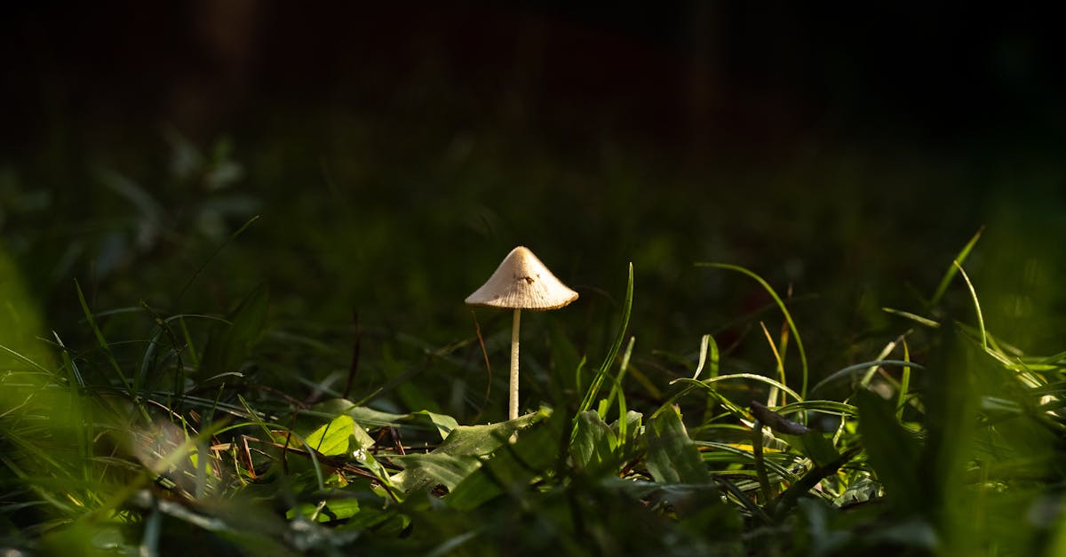 découvrez tout ce qu'il faut savoir sur le champignon des ongles : symptômes, causes, traitements efficaces et conseils pour prévenir cette infection courante.