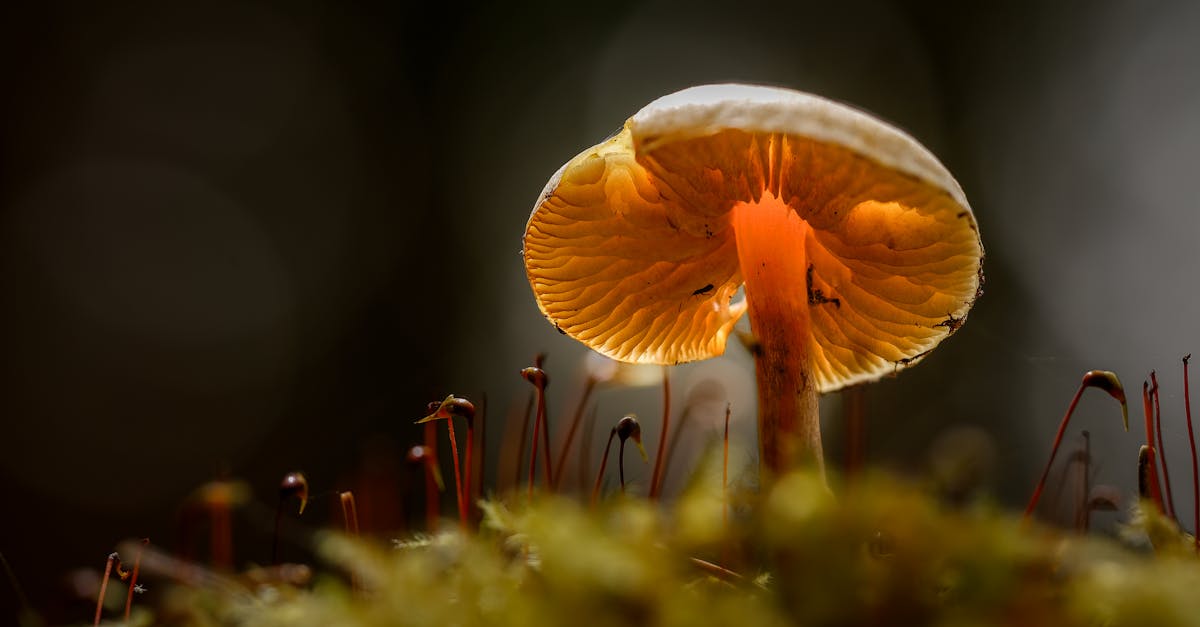 découvrez comment traiter et prévenir le champignon des ongles avec des solutions efficaces et des conseils pratiques pour retrouver des ongles sains rapidement.
