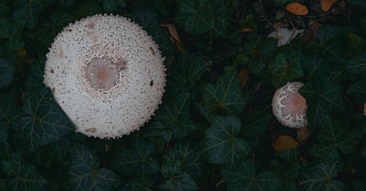 découvrez comment identifier, traiter et prévenir les mycoses des ongles grâce à nos conseils d'experts pour retrouver des ongles sains et soignés.