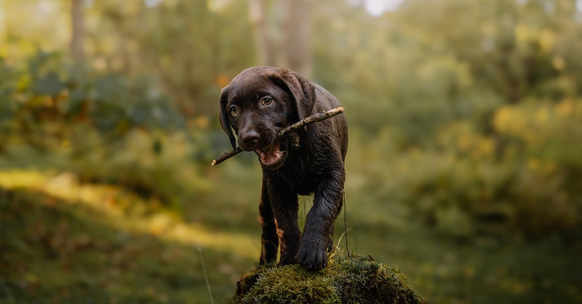 découvrez 'playful wandering', une aventure ludique et pleine de découvertes où la curiosité et l'imagination vous guident à chaque pas.