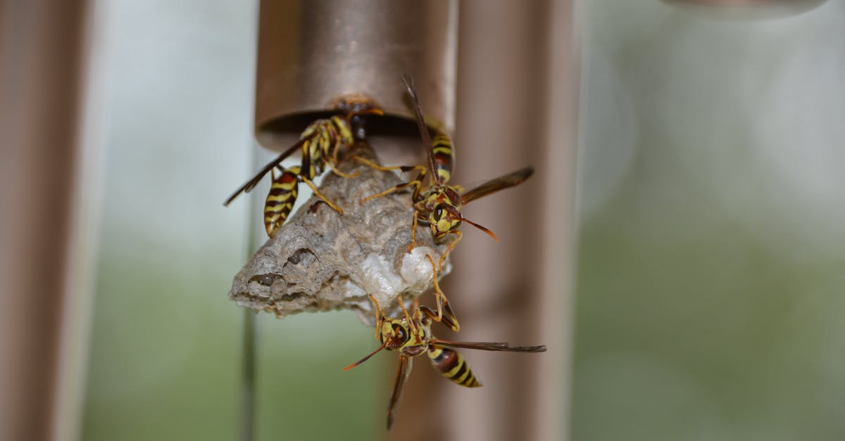 découvrez l'élégance intemporelle de la taille guêpe, une silhouette féminine qui met en valeur une taille fine et sculptée, symbole de charme et de style vintage.