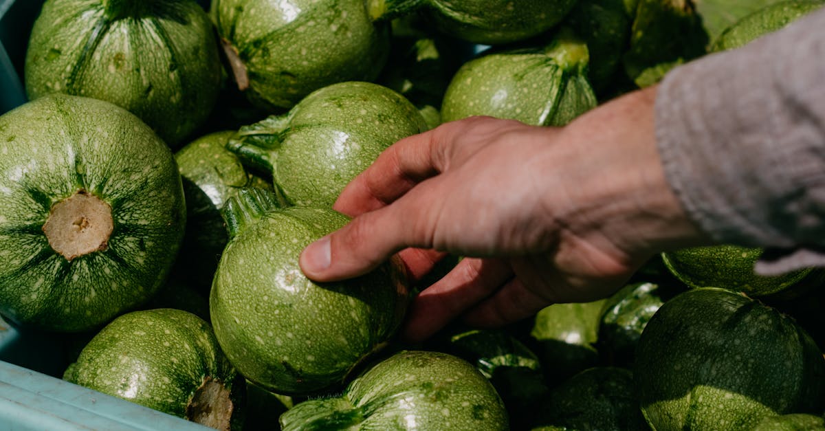 découvrez comment choisir les courgettes parfaites : conseils pour sélectionner des courgettes fraîches, fermes et savoureuses pour toutes vos recettes.
