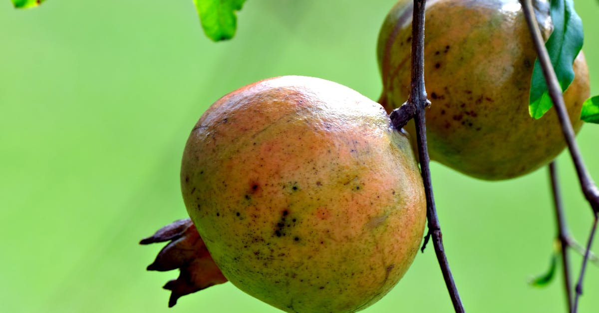 découvrez les secrets de la diète de laurence boccolini : conseils, astuces et programme pour retrouver forme et bien-être.