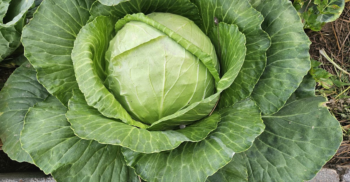 découvrez le régime alimentaire de laurence boccolini, ses conseils pour perdre du poids et adopter une alimentation saine et équilibrée.