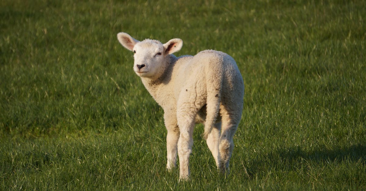 découvrez nos poupées reborn réalistes, parfaitement conçues pour ressembler à de vrais bébés. idéales pour les collectionneurs et les amateurs de réalisme.