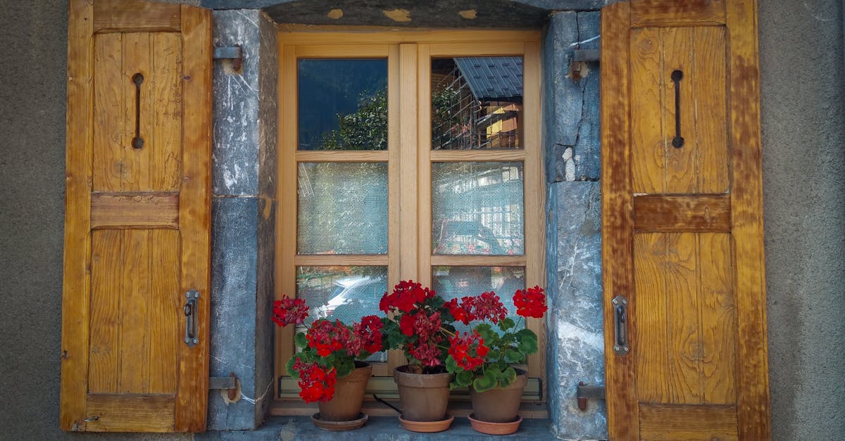 découvrez notre sélection de plantes d'appui de fenêtre pour égayer votre intérieur avec verdure et fraîcheur, adaptées à tous les espaces et niveaux de lumière.