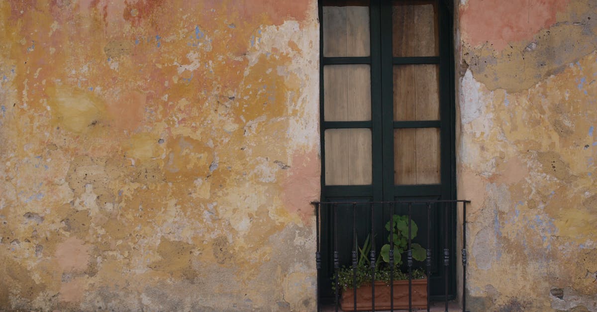 découvrez nos plantes idéales pour rebords de fenêtre, apportant verdure et fraîcheur à votre intérieur tout en nécessitant peu d'entretien.