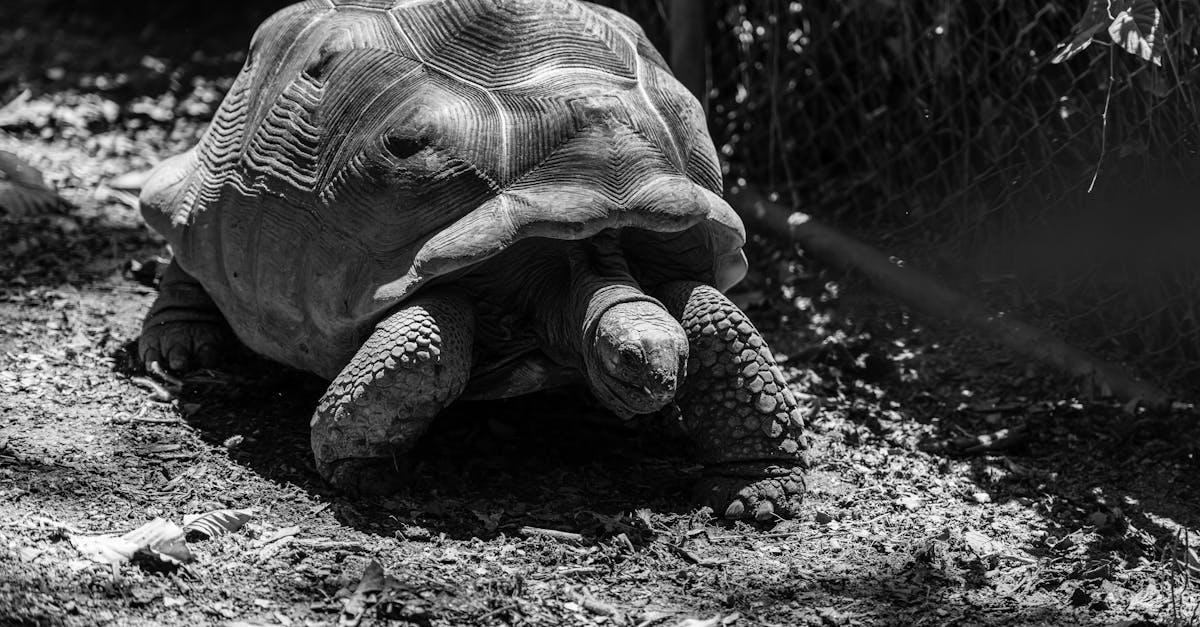 découvrez tout ce qu'il faut savoir sur la linea nigra, cette ligne pigmentée qui apparaît souvent durant la grossesse, son origine, son évolution et ses conseils pour l'appréhender.