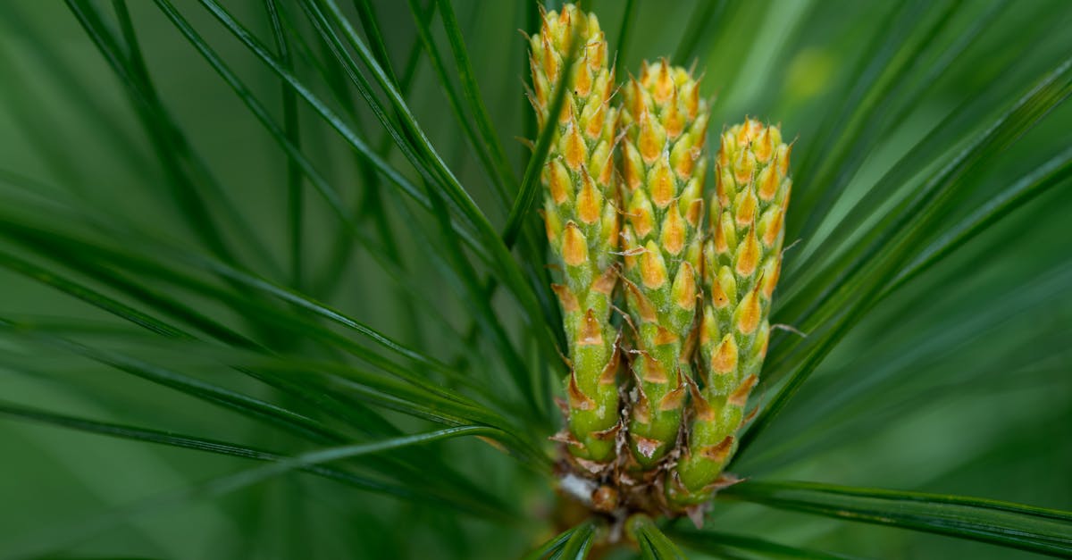 découvrez tout ce qu'il faut savoir sur la linea nigra, cette ligne foncée naturelle qui apparaît souvent pendant la grossesse, pourquoi elle se forme et comment l'accepter.