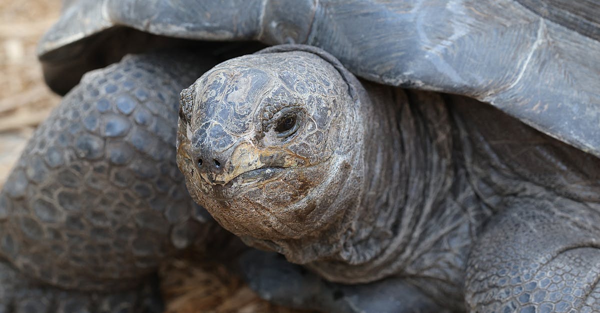 découvrez tout sur la linea nigra, cette ligne pigmentée qui apparaît souvent pendant la grossesse. comprenez ses causes, son évolution et comment l'accepter.