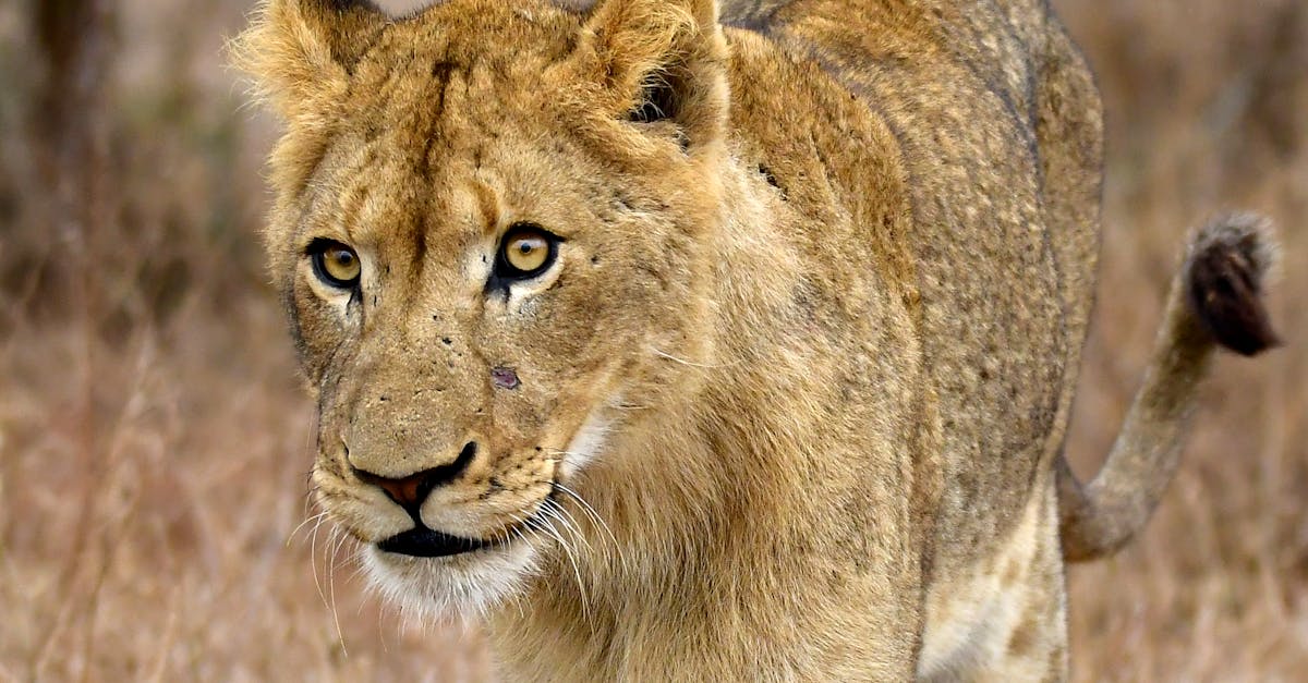 découvrez tout ce qu'il faut savoir sur les poils de nez : leur rôle, comment les entretenir et les méthodes pour les éliminer en toute sécurité.