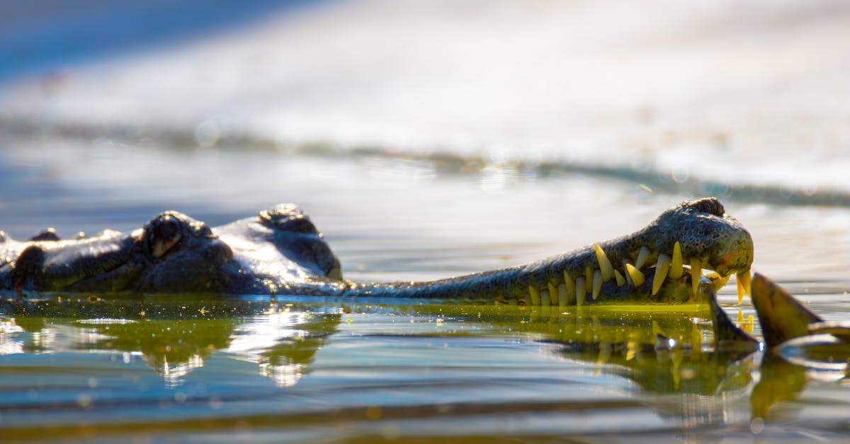 découvrez les dangers potentiels du propylène glycol, ses effets sur la santé et les précautions à prendre pour une utilisation sûre.