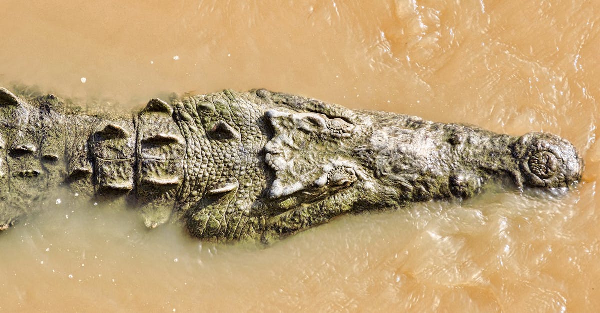 découvrez les dangers potentiels du propylène glycol, ses effets sur la santé et les précautions à prendre pour une utilisation sécurisée.