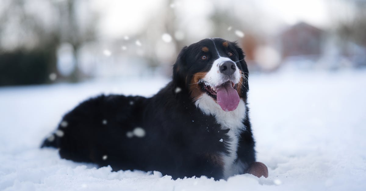 découvrez tout ce qu'il faut savoir sur le frein de langue (tongue-tie) : causes, symptômes, traitements et conseils pour faciliter l'allaitement et la mobilité de la langue.
