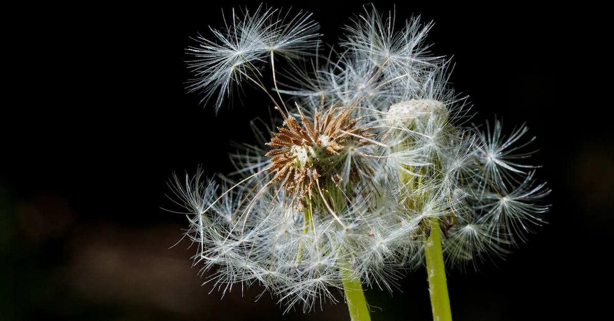 découvrez ce qu'est une personne hautement sensible, ses caractéristiques uniques et comment mieux comprendre et gérer cette sensibilité au quotidien.