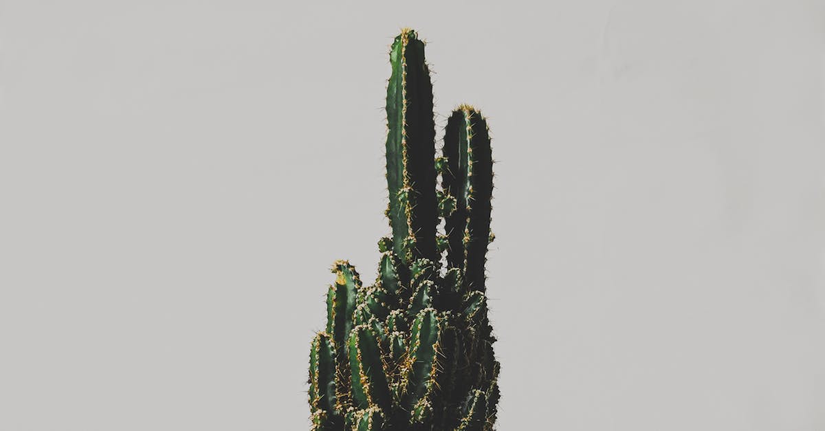 découvrez des solutions d'épilation longue durée pour une peau lisse et sans poils durablement.